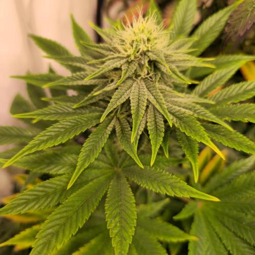 Original Oreoz. Week 11