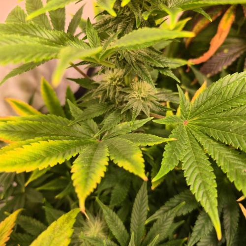 Original Oreoz. Week 11