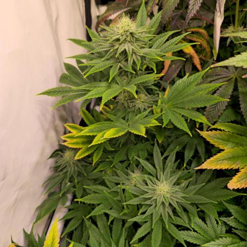 Original Oreoz. Week 11