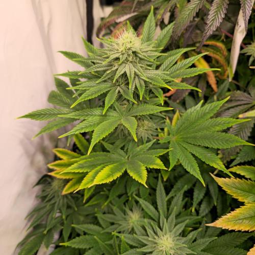 Original Oreoz. Week 11