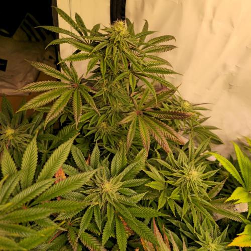 Apple Blossom. Week 11