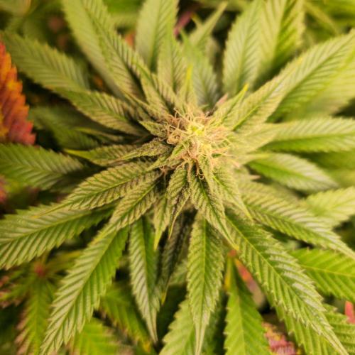 Apple Blossom. Week 11