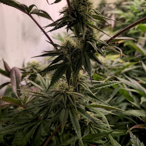 Apple Blossom. Week 11