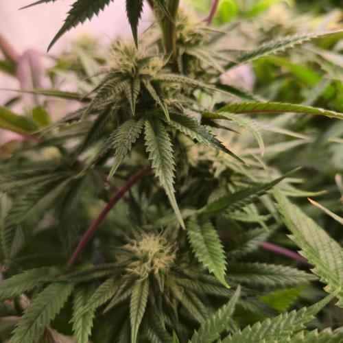 Apple Blossom. Week 11