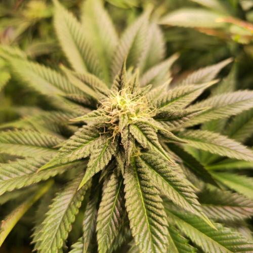 Apple Blossom. Week 11