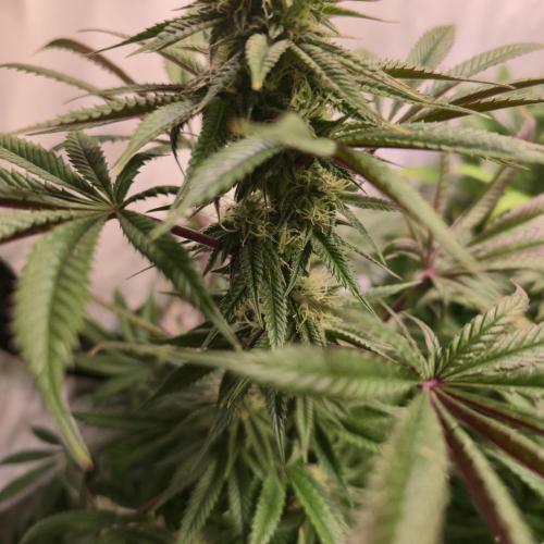 Apple Blossom. Week 11