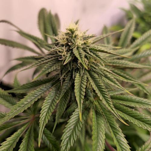 Apple Blossom. Week 11