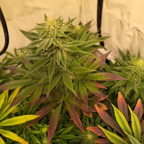 Papaya Stank. Week 11