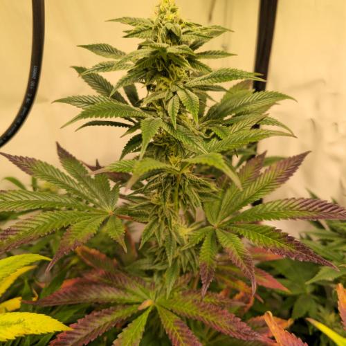 Papaya Stank. Week 11