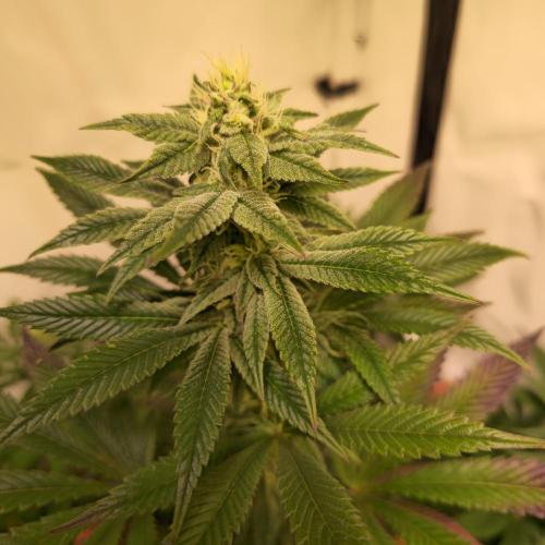 Papaya Stank. Week 11