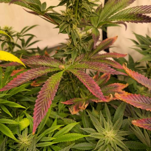 Papaya Stank. Week 11