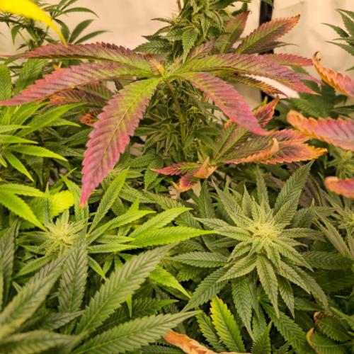 Papaya Stank. Week 11