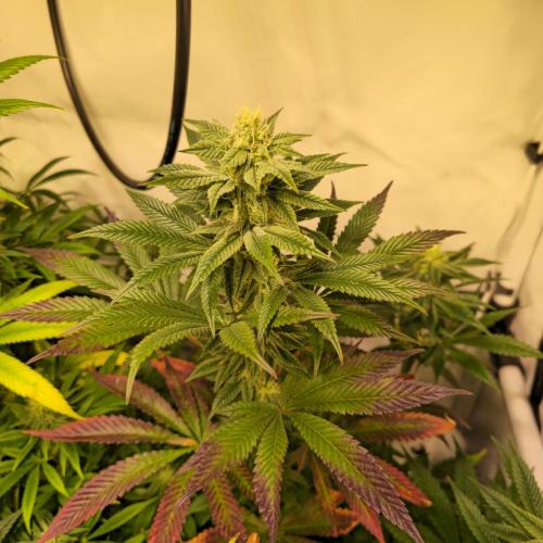 Papaya Stank. Week 11