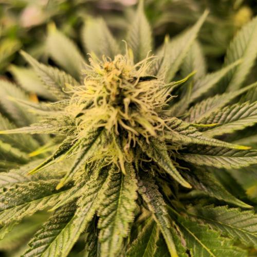 Pink Gorilla RQS. Week 11