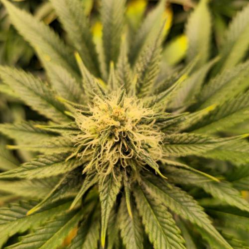 Pink Gorilla RQS. Week 11