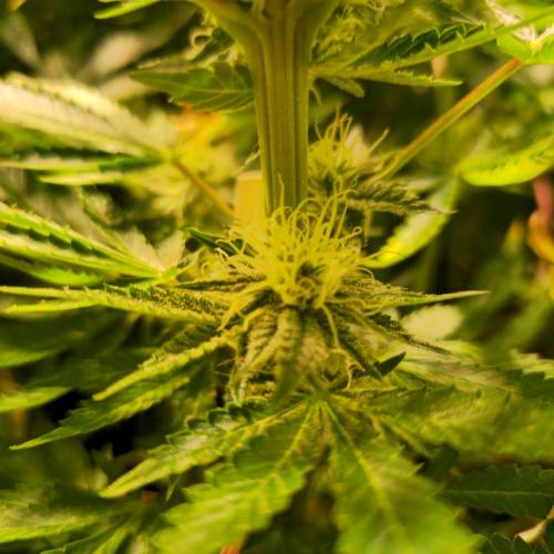 Pink Gorilla RQS. Week 11