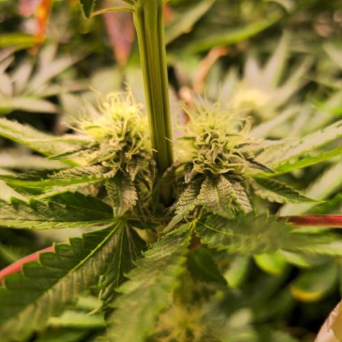 Pink Gorilla RQS. Week 11