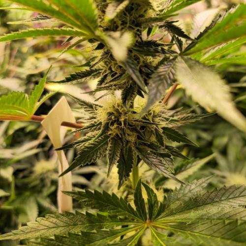 Pink Gorilla RQS. Week 11