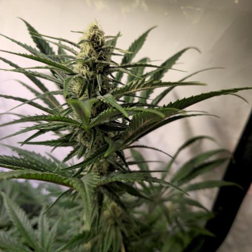 Pink Gelato. Week 11