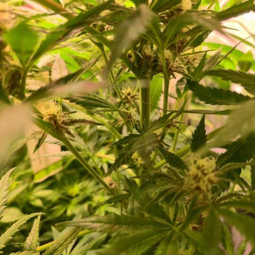 Pink Gelato. Week 11