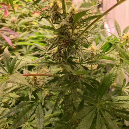 Pink Gelato. Week 11