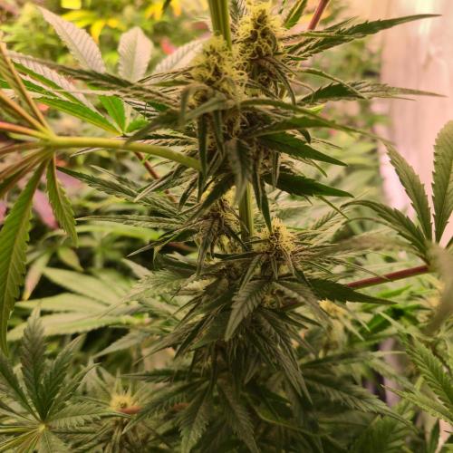 Pink Gelato. Week 11