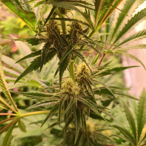 Pink Gelato. Week 11