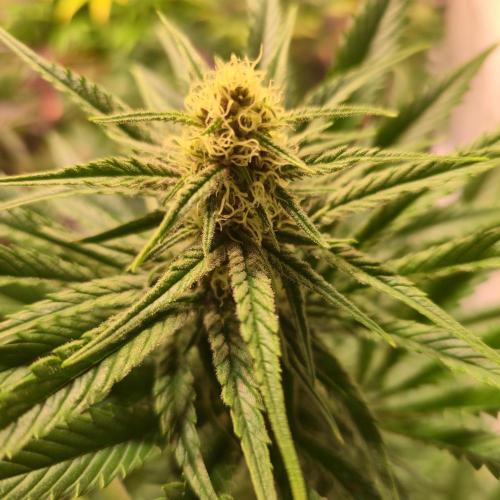 Pink Gelato. Week 11