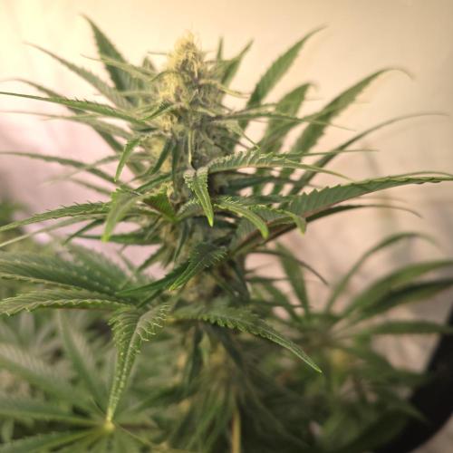 Pink Gelato. Week 11