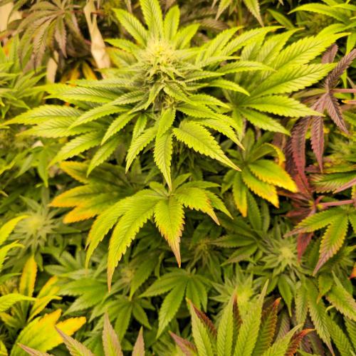 Purple Punch RQS. Week 11