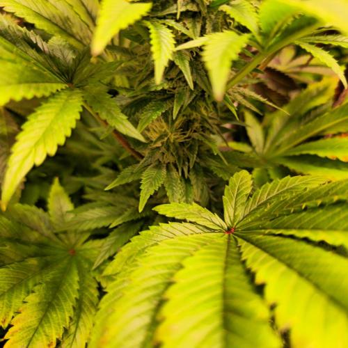 Purple Punch RQS. Week 11