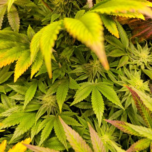 Purple Punch RQS. Week 11