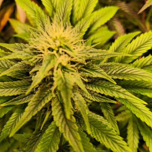 Purple Punch RQS. Week 11