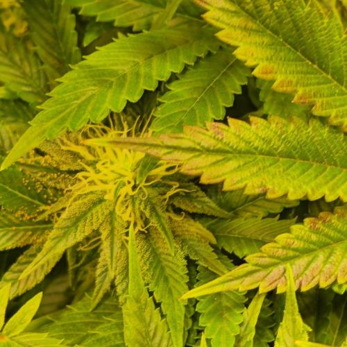 Purple Punch RQS. Week 11