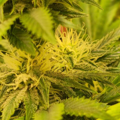 Purple Punch RQS. Week 11