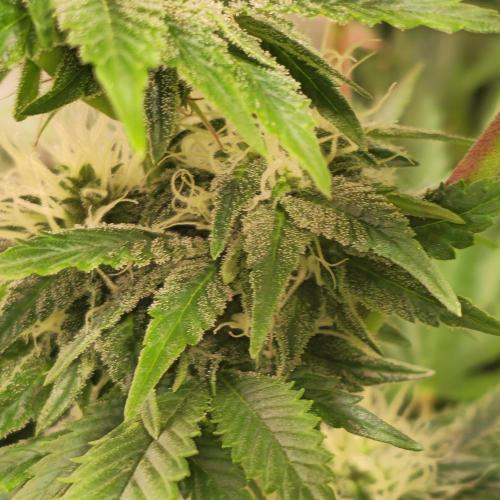 Purple Punch RQS. Week 11