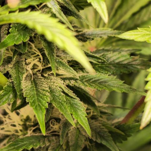 Purple Punch RQS. Week 11