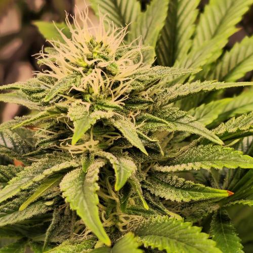 Purple Punch RQS. Week 11