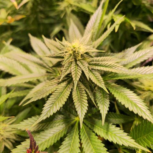 Frozen Cherry Runtz. Week 11