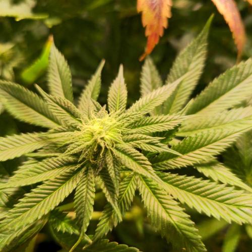 Frozen Cherry Runtz. Week 11