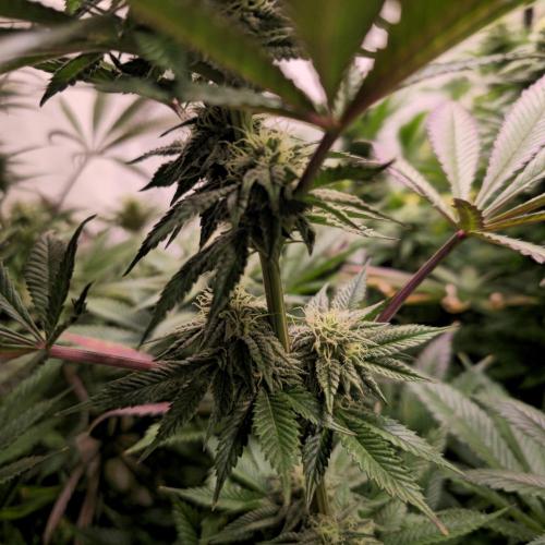 Frozen Cherry Runtz. Week 11