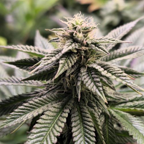 Frozen Cherry Runtz. Week 11