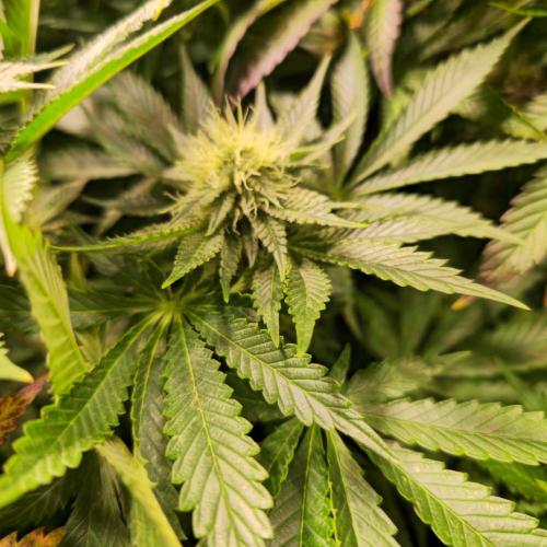 Frozen Cherry Runtz. Week 11