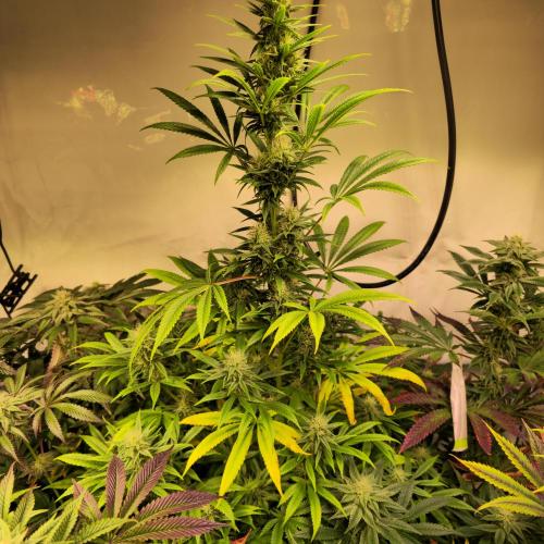 Forbidden Mochi. Week 11