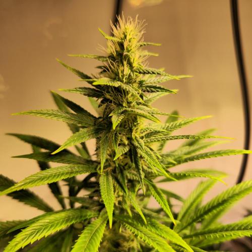 Forbidden Mochi. Week 11