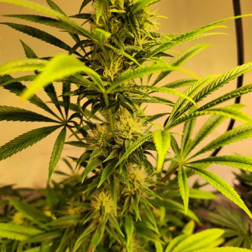 Forbidden Mochi. Week 11