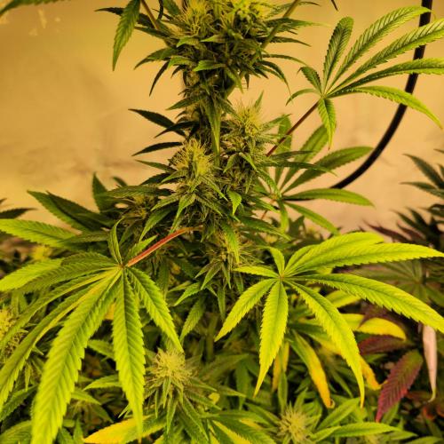 Forbidden Mochi. Week 11