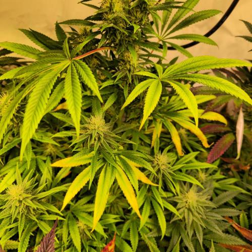 Forbidden Mochi. Week 11