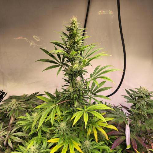 Forbidden Mochi. Week 11