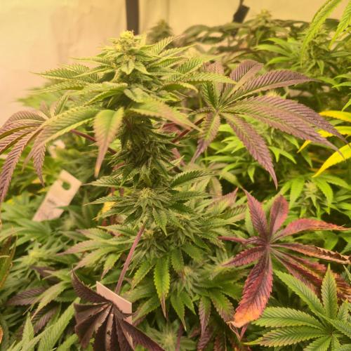 Citrus Slurp. Week 11